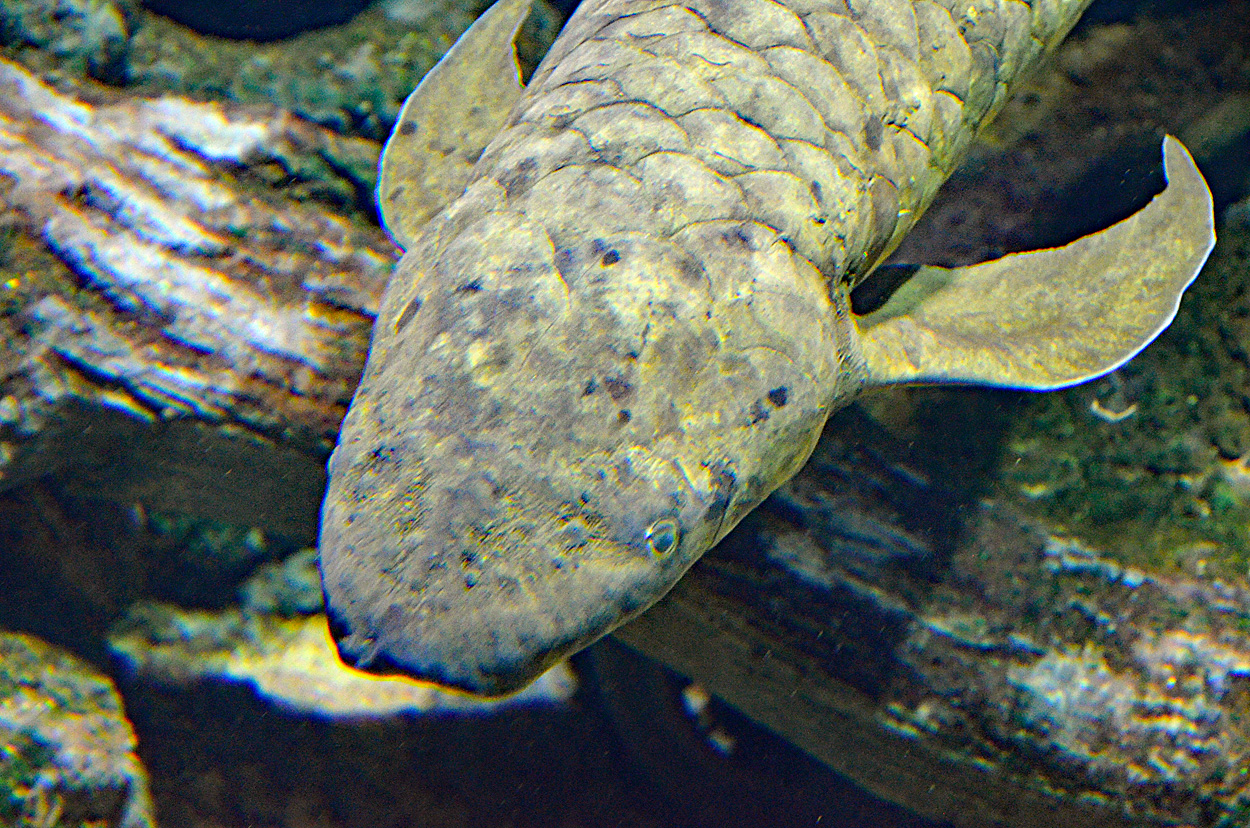 Neoceratodus forsteri