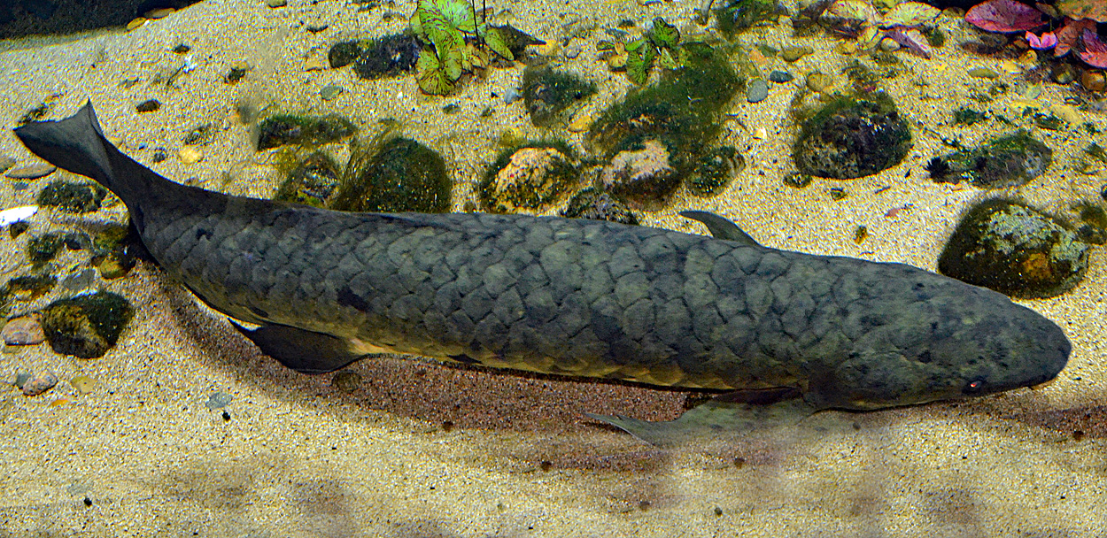 Neoceratodus forsteri