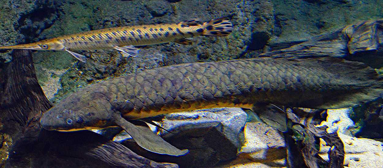 Neoceratodus forsteri