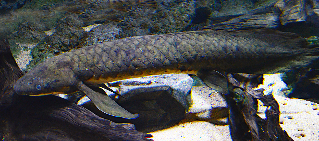 Neoceratodus forsteri