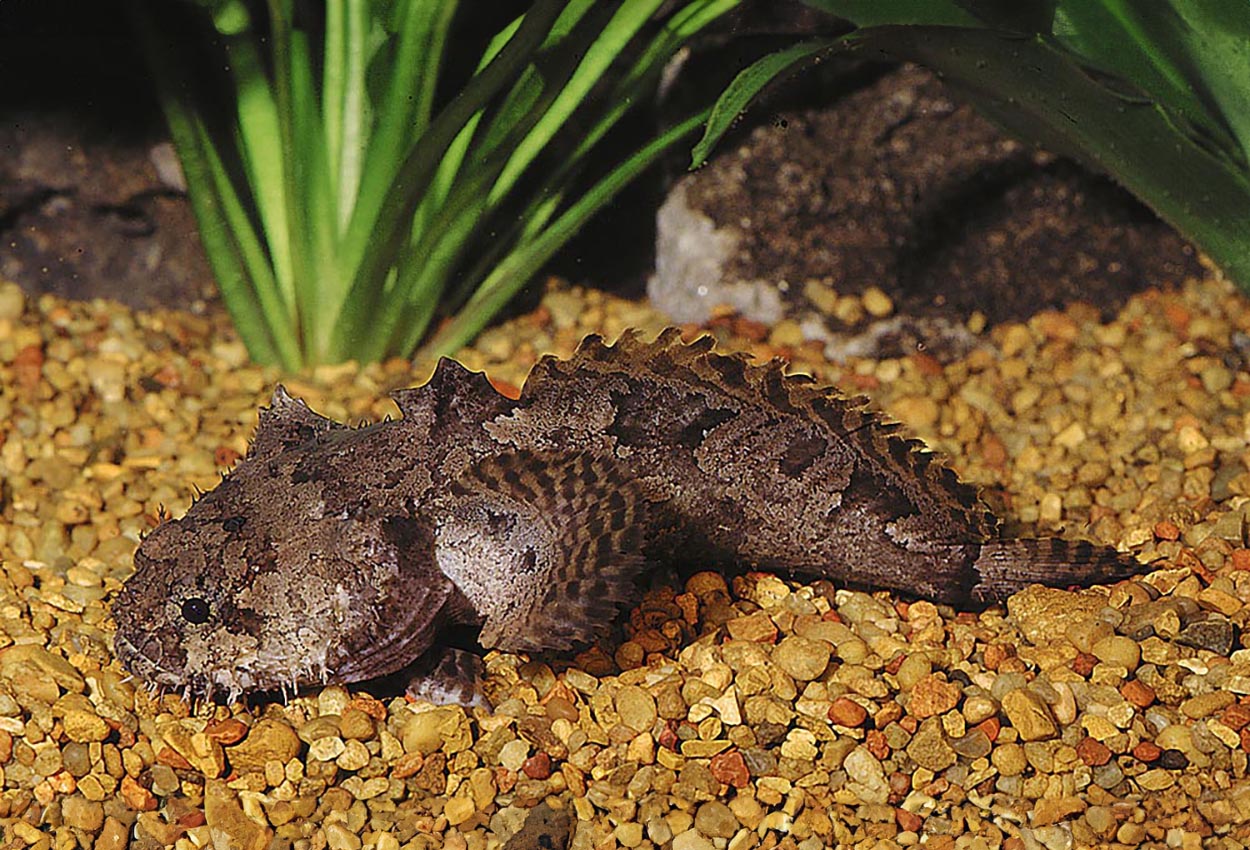 Allenbatrachus grunniens