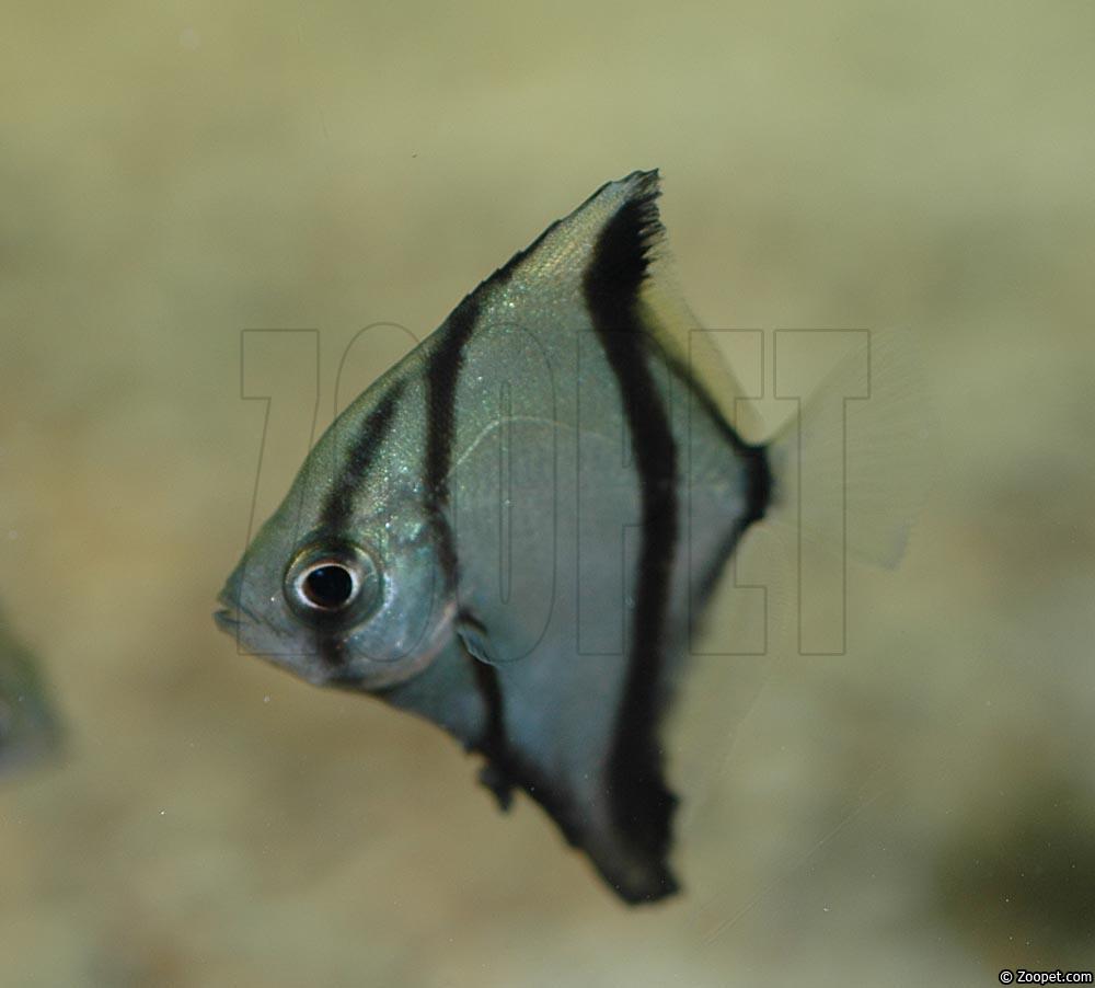 Monodactylus sebae