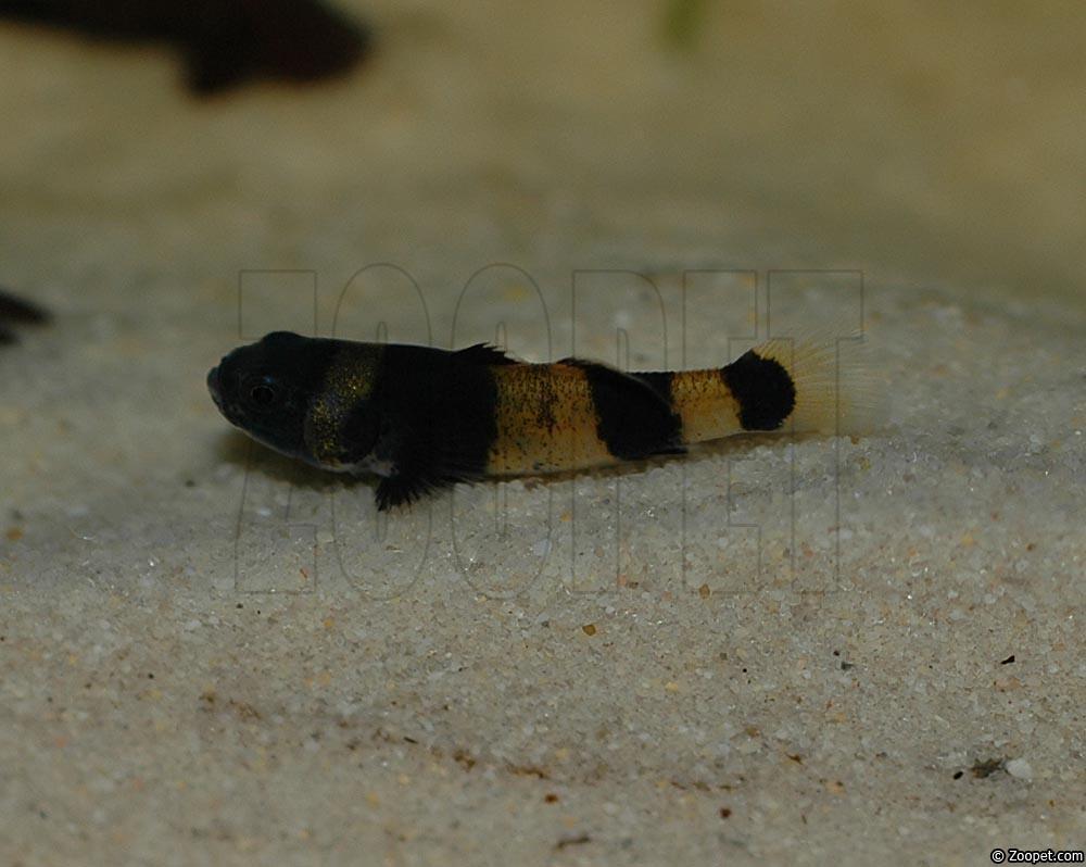 Brachygobius xanthostoma