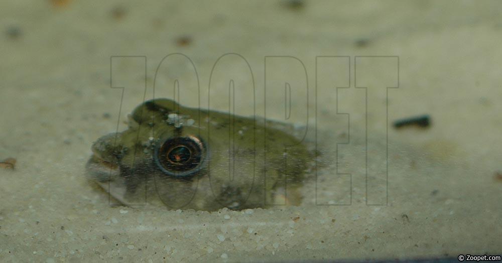 Tetraodon lineatus