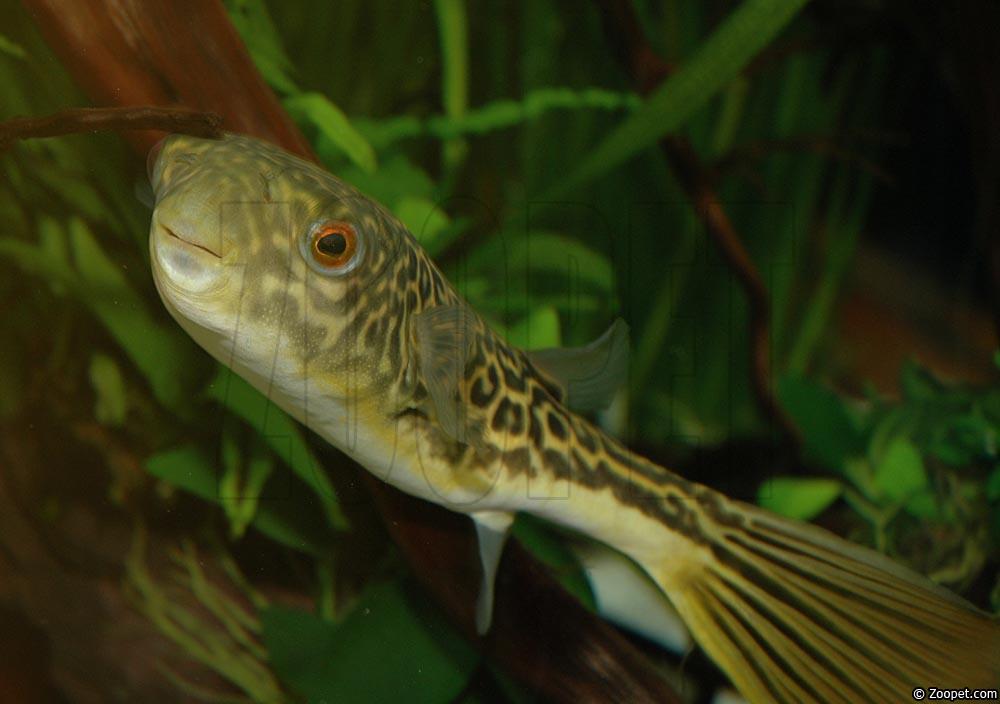 Tetraodon mbu