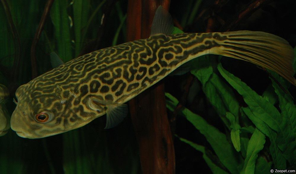 Tetraodon mbu