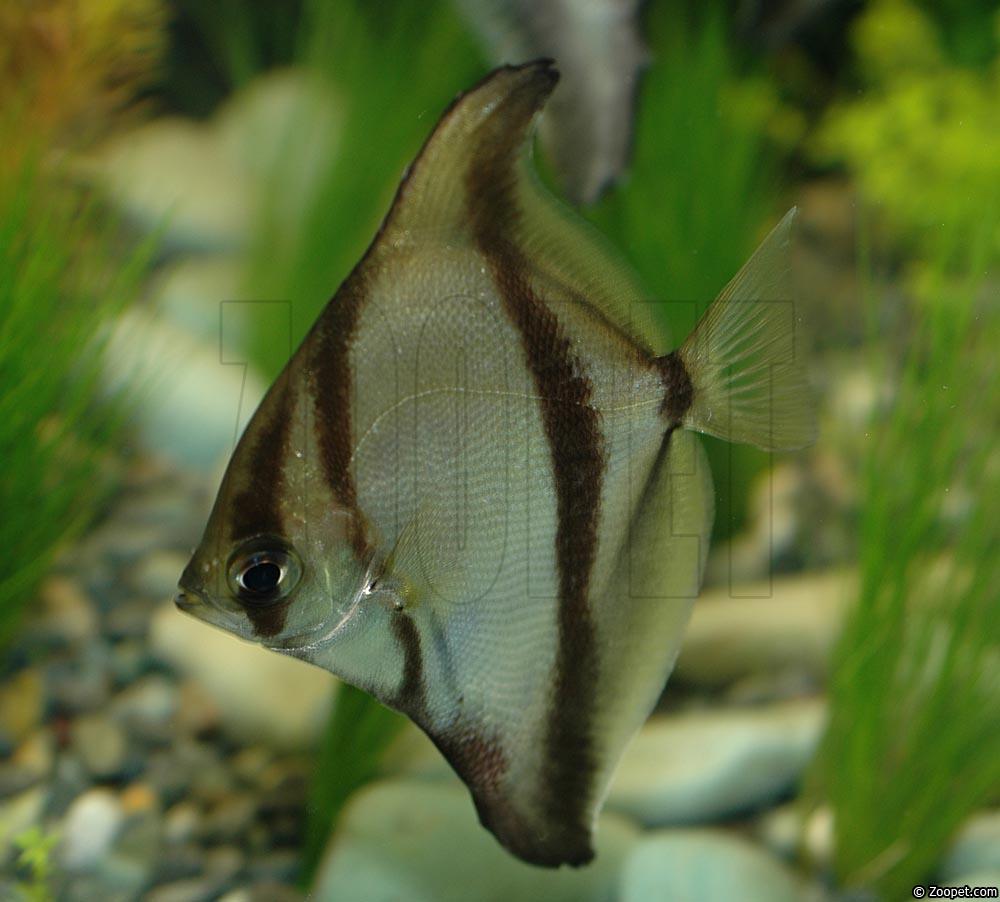 Monodactylus sebae
