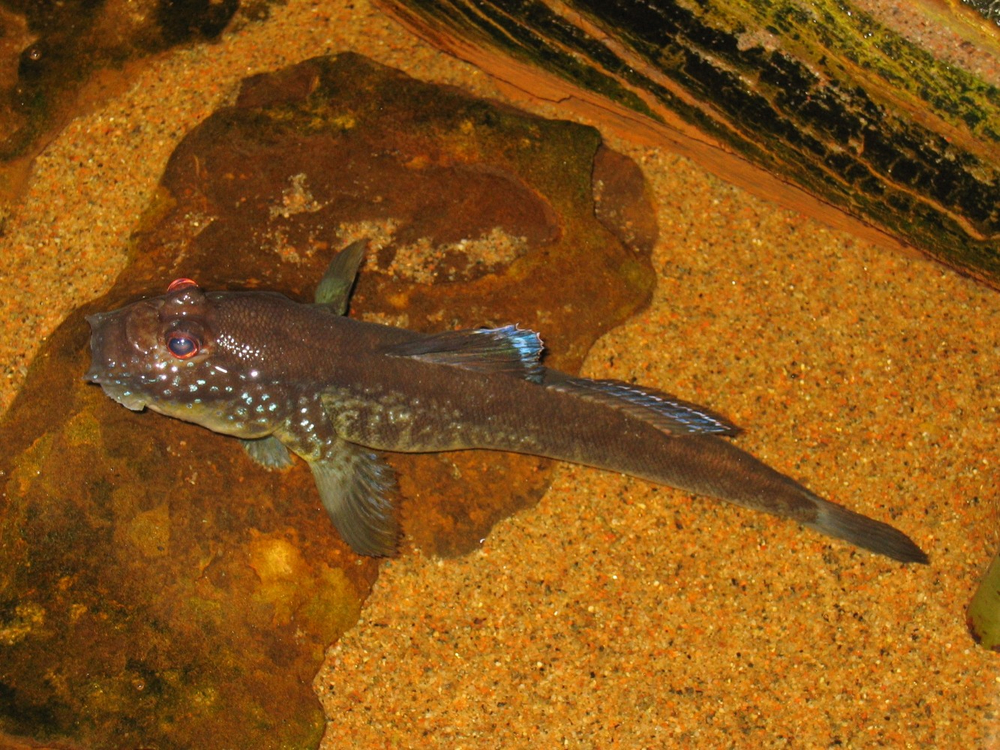 Periophthalmus barbarus