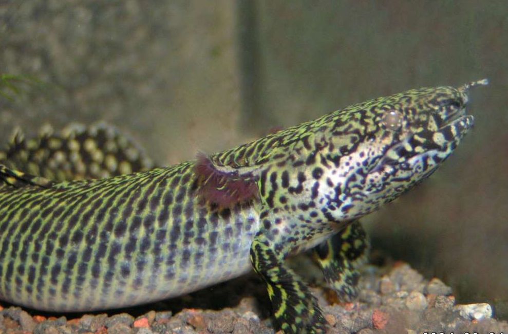 Polypterus ornatipinnis