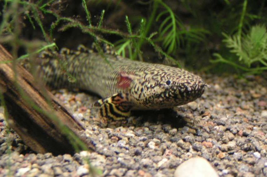 Polypterus ornatipinnis