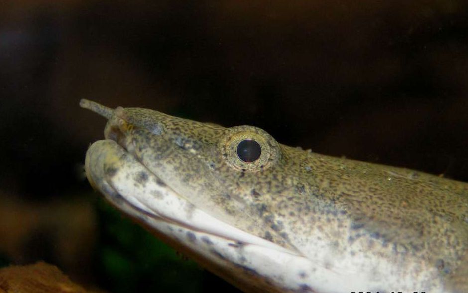 Polypterus endlicheri