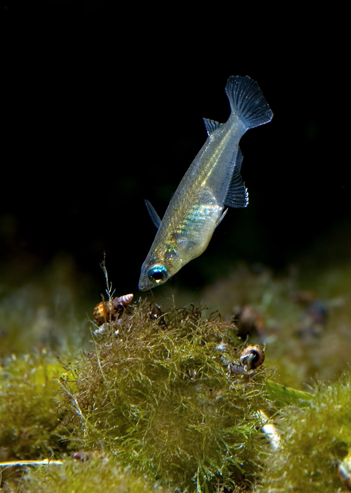 Oryzias javanicus