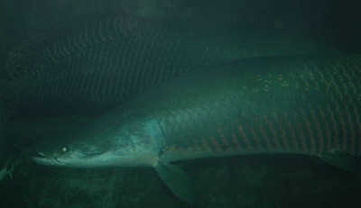 Arapaima gigas