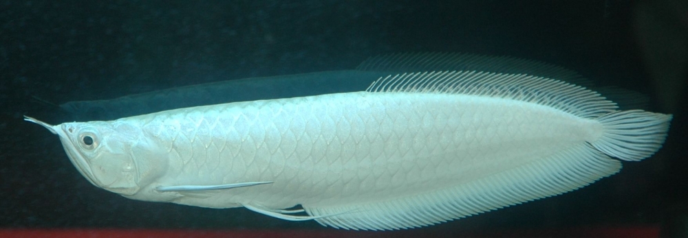 Osteoglossum bicirrhosum