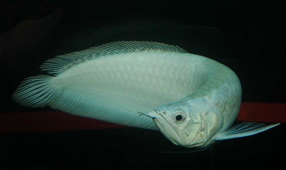 Osteoglossum bicirrhosum