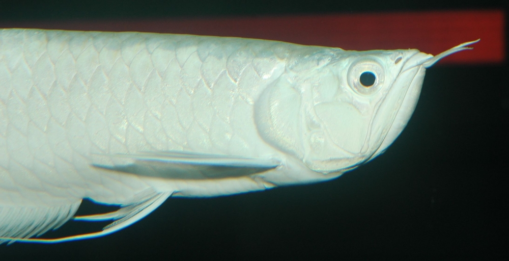Osteoglossum bicirrhosum