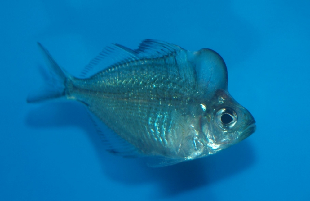Parambassis pulcinella