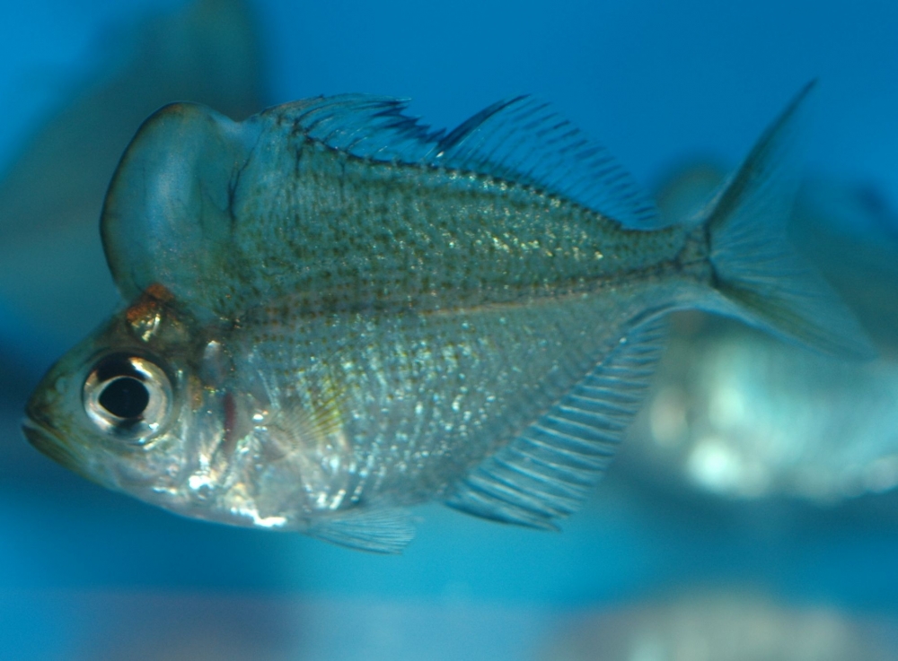 Parambassis pulcinella