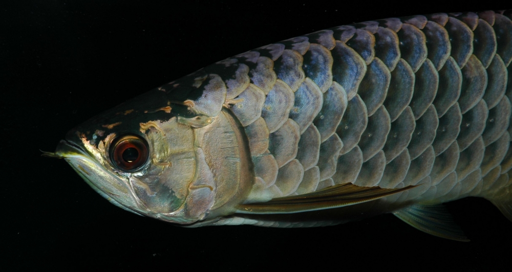 Scleropages formosus