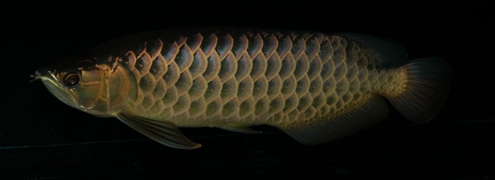 Scleropages formosus