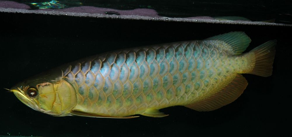 Scleropages formosus