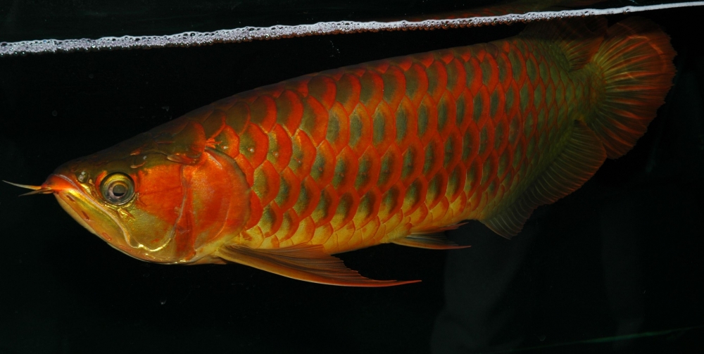 Scleropages formosus