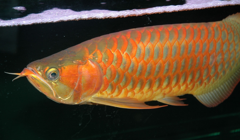Scleropages formosus