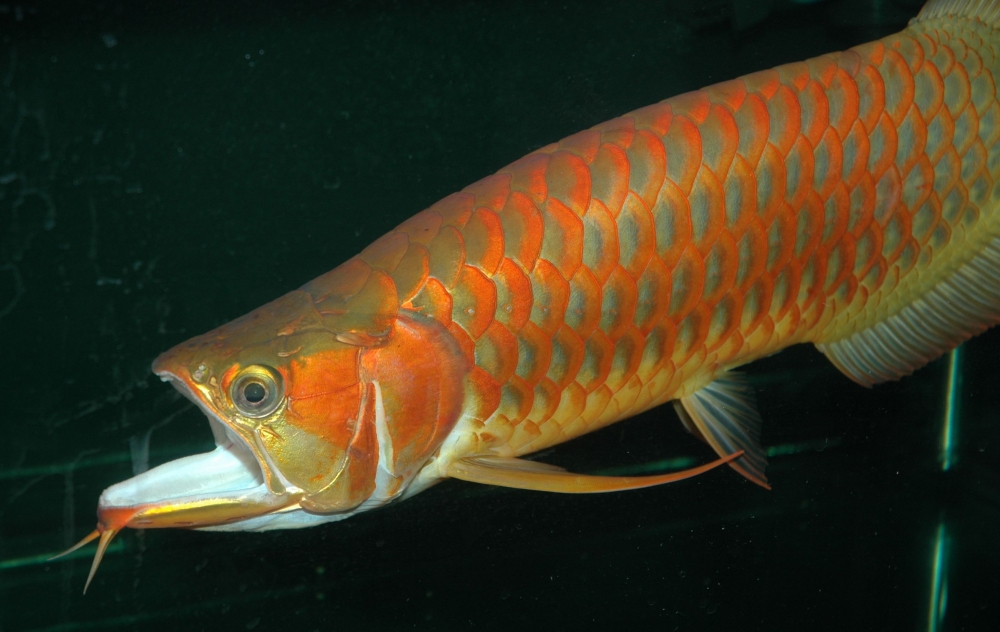 Scleropages formosus