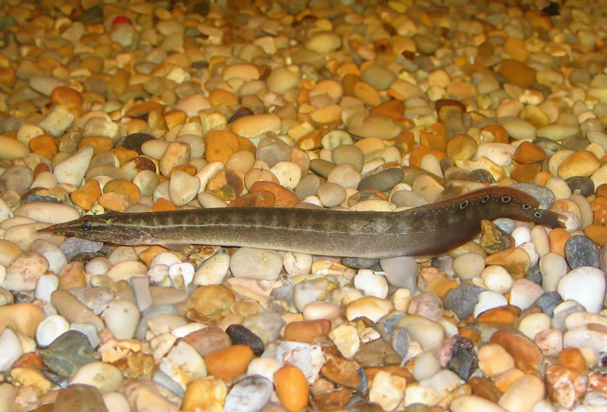 Macrognathus siamensis