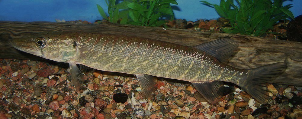 Esox lucius