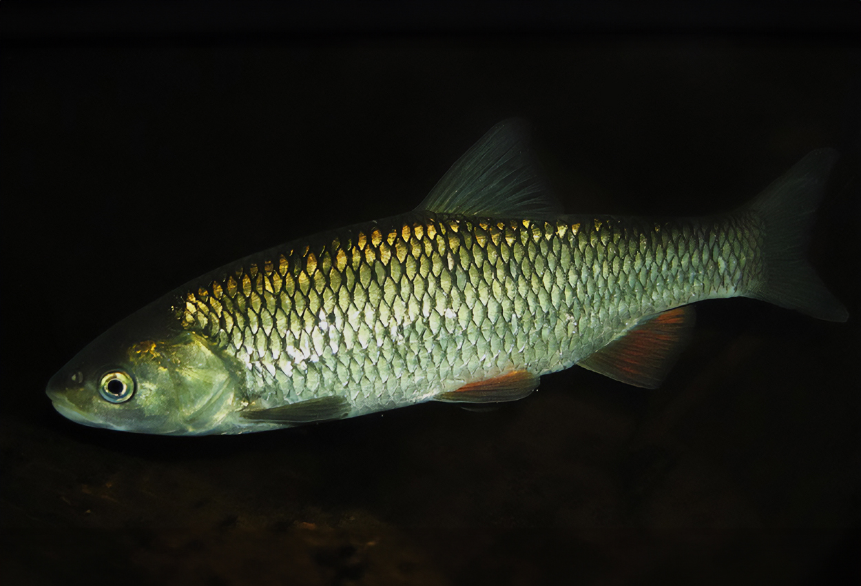 Squalius cephalus