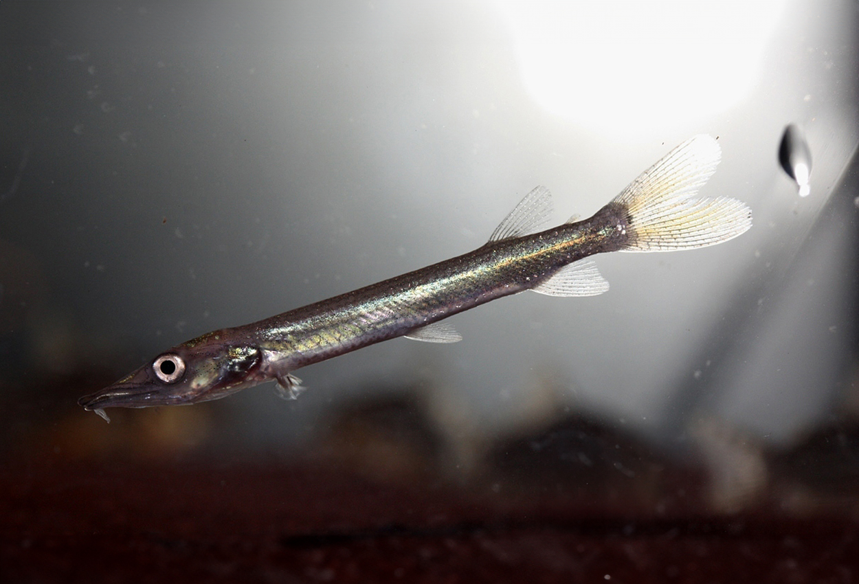Ctenolucius hujeta