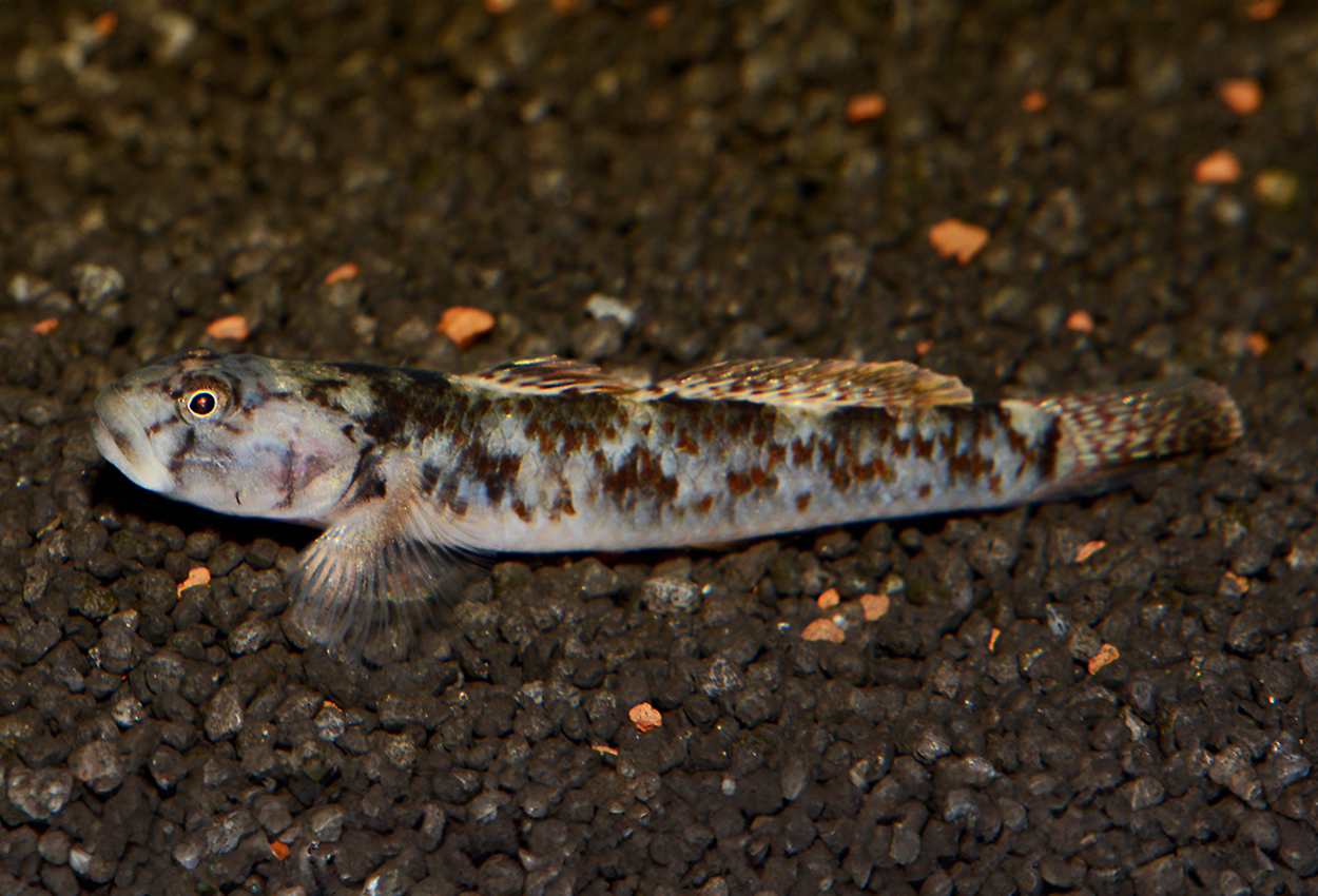 Rhinogobius rubromaculatus