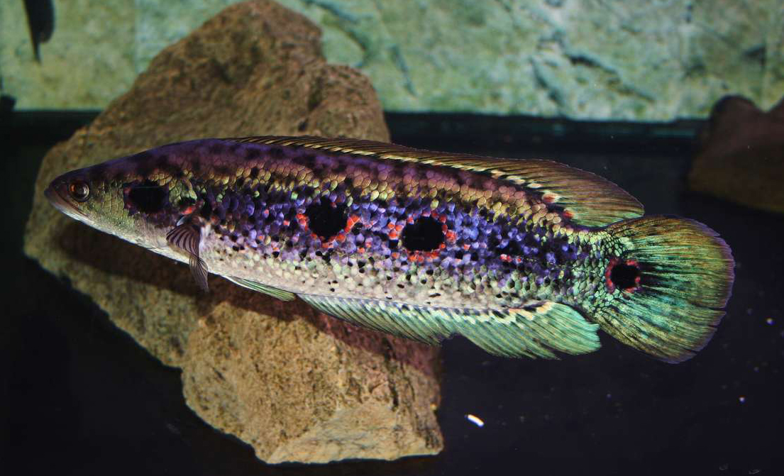 Channa pleurophthalma