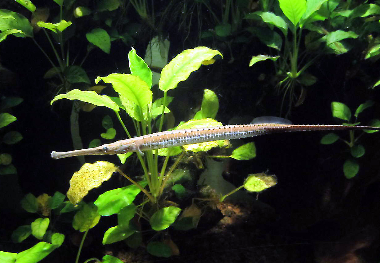 Doryichthys boaja