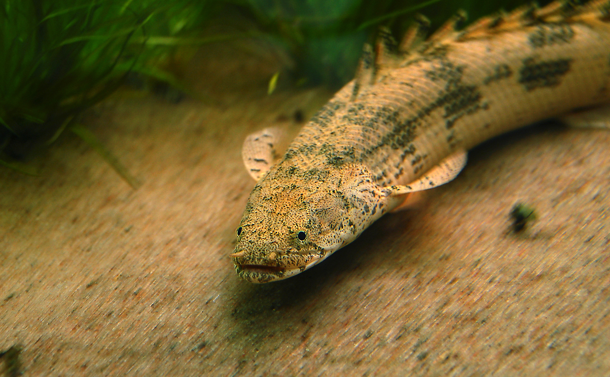 Polypterus endlicheri endlicheri