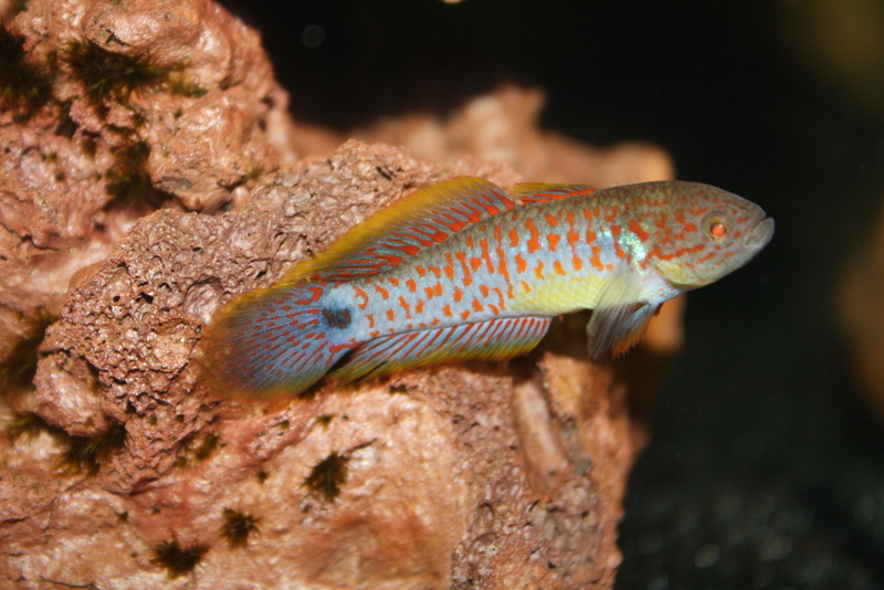 Tateurndina ocellicauda