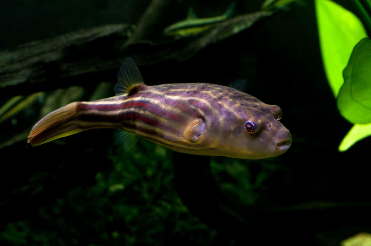Tetraodon lineatus