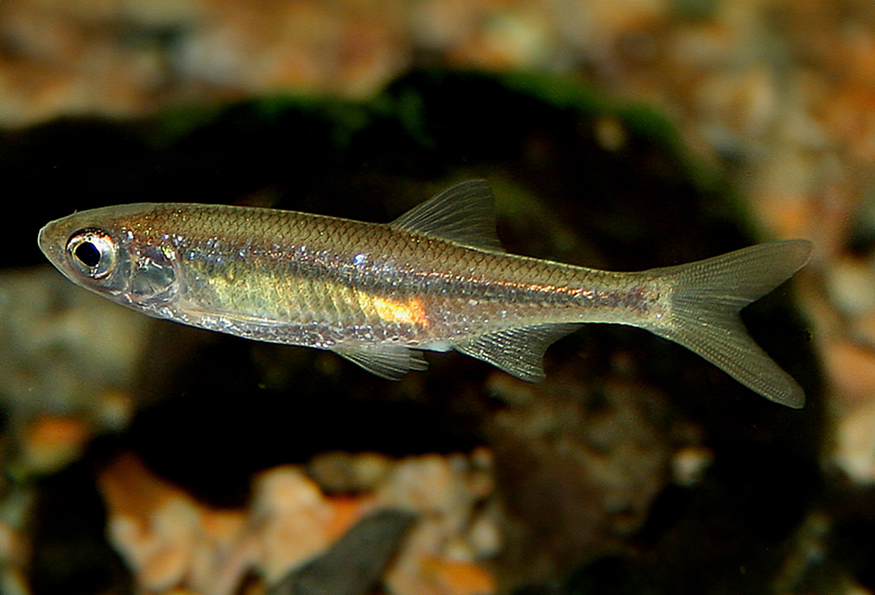 Leucaspius delineatus