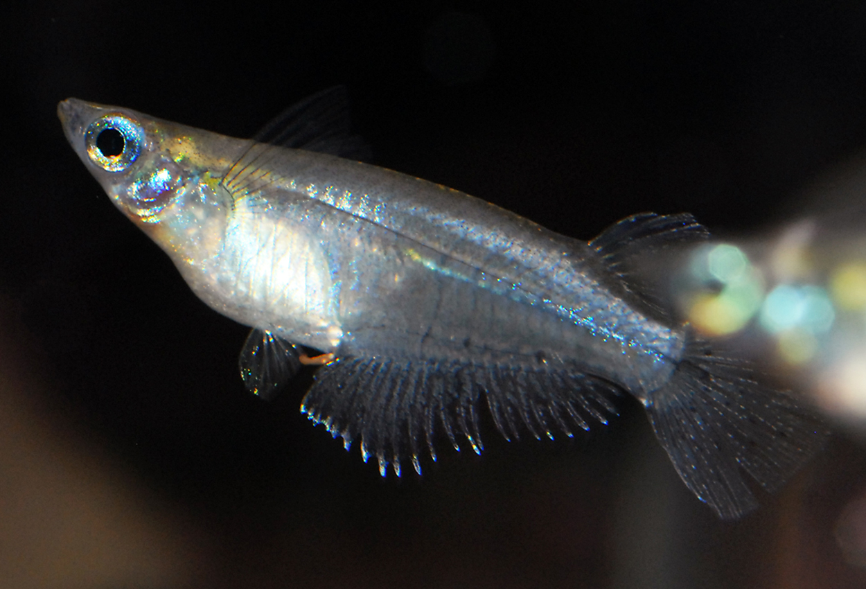 Oryzias dancena