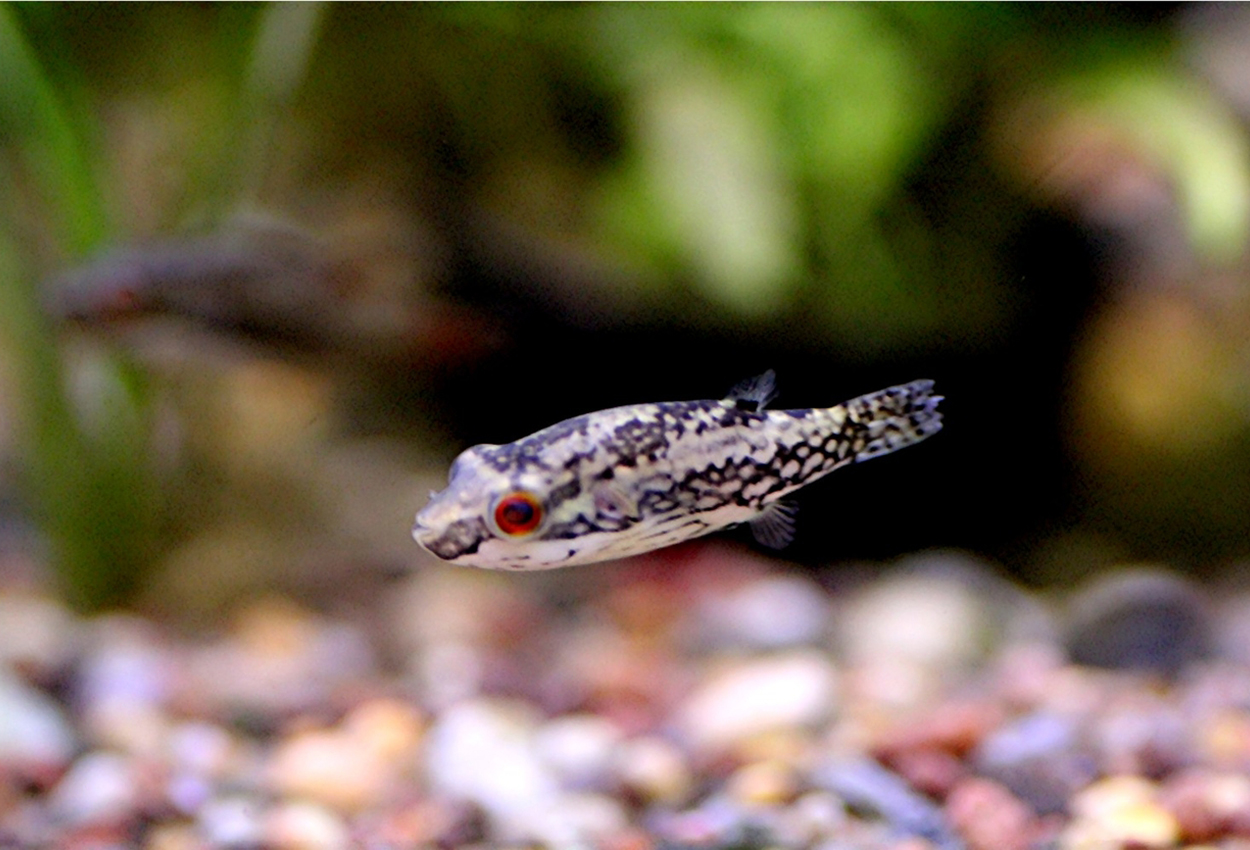 Carinotetraodon lorteti