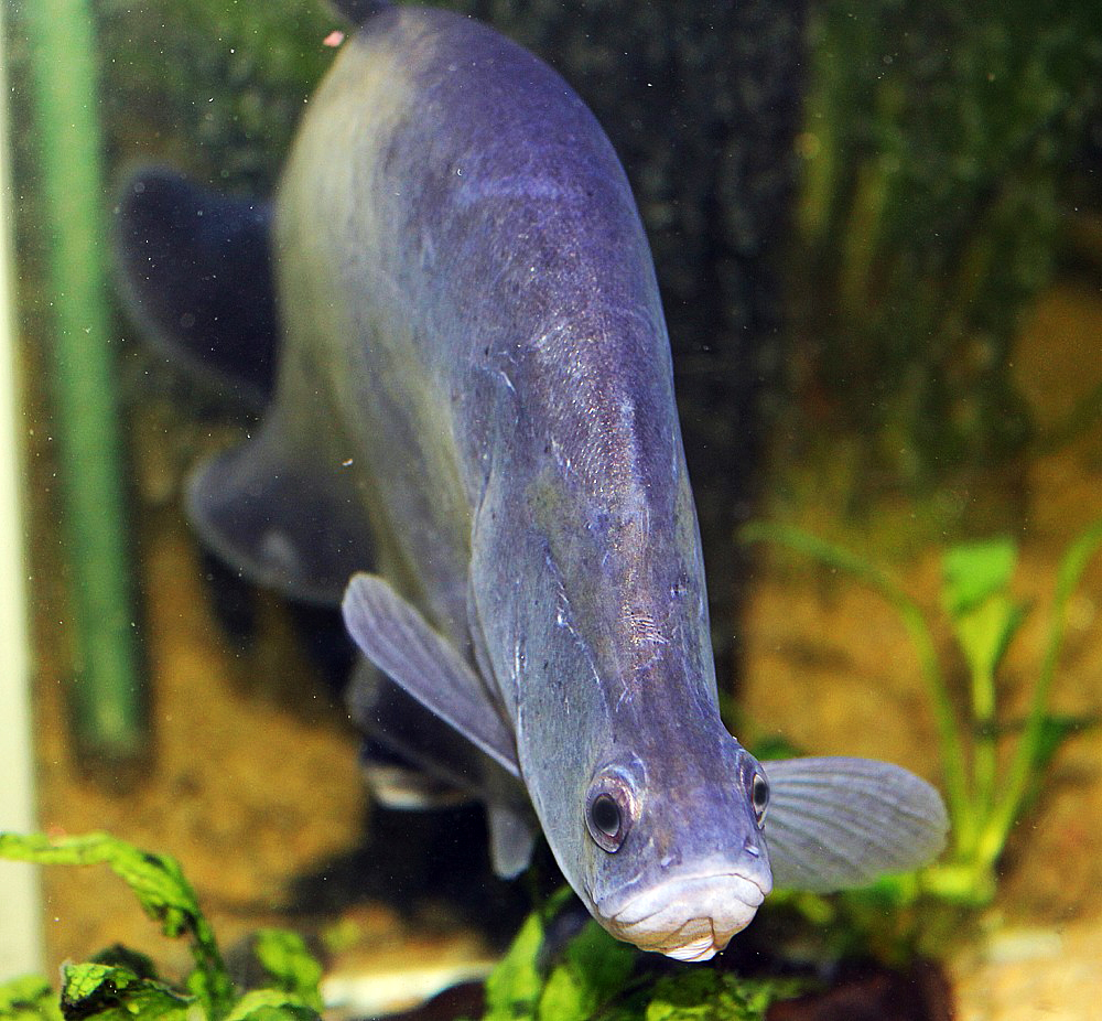 Chitala ornata