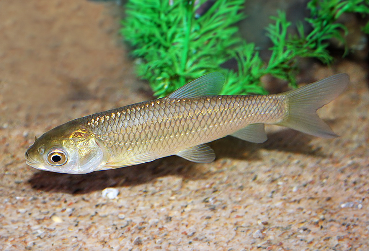 Ctenopharyngodon idella