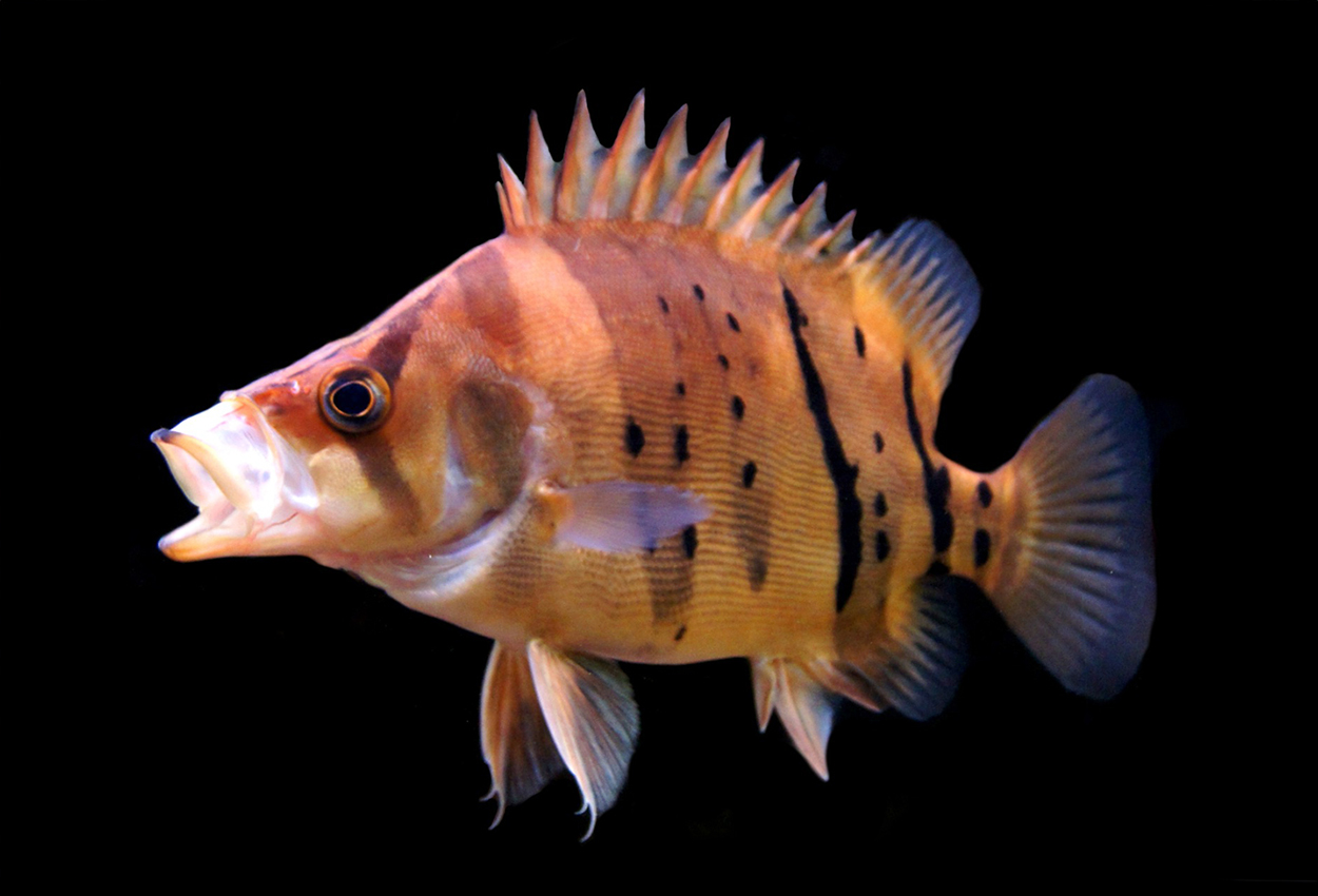 Datnioides microlepis