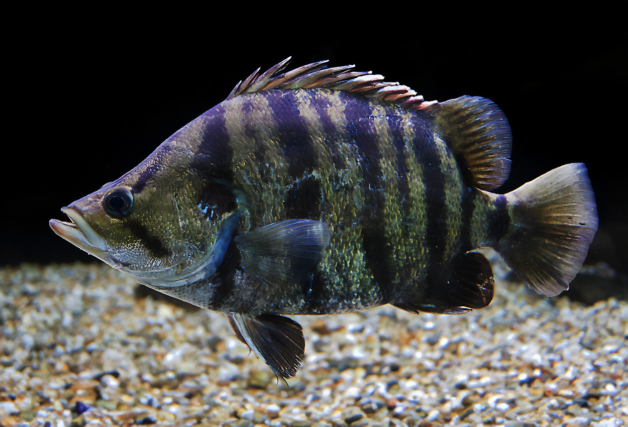Datnioides polota