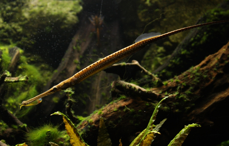 Doryichthys boaja