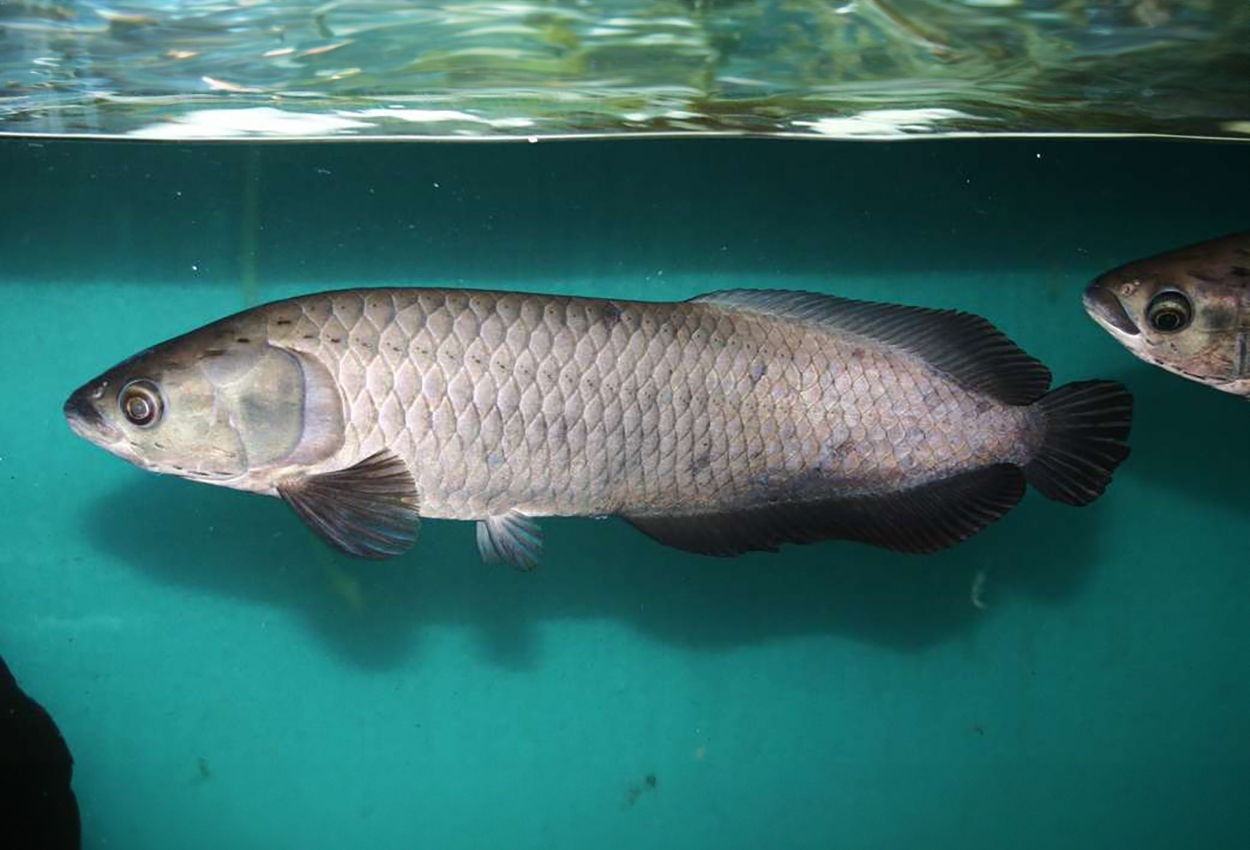 Heterotis niloticus