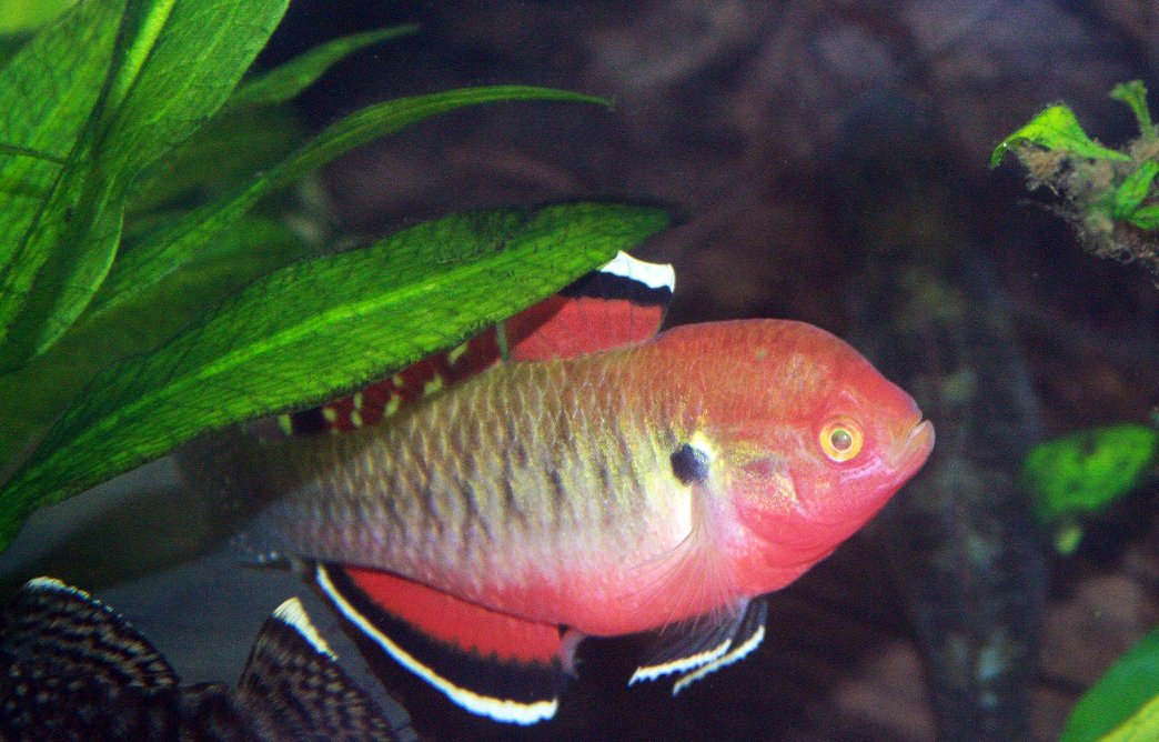 Hypseleotris compressa