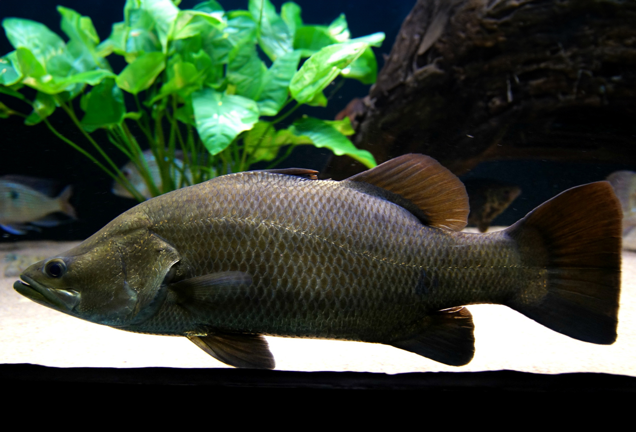 Lates japonicus