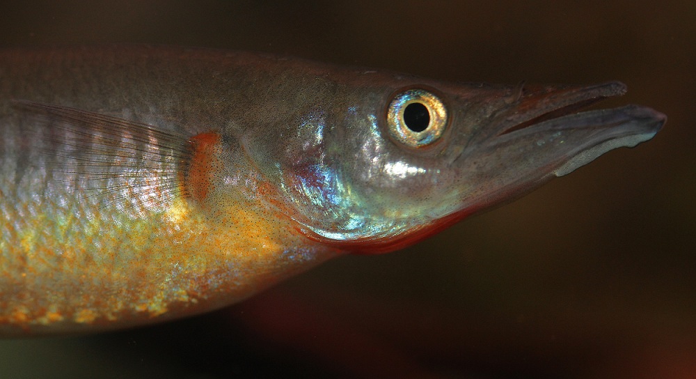 Nomorhamphus sp. 'fire'